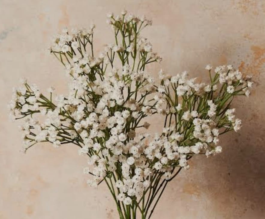 Gypsophilia And Baby Birth