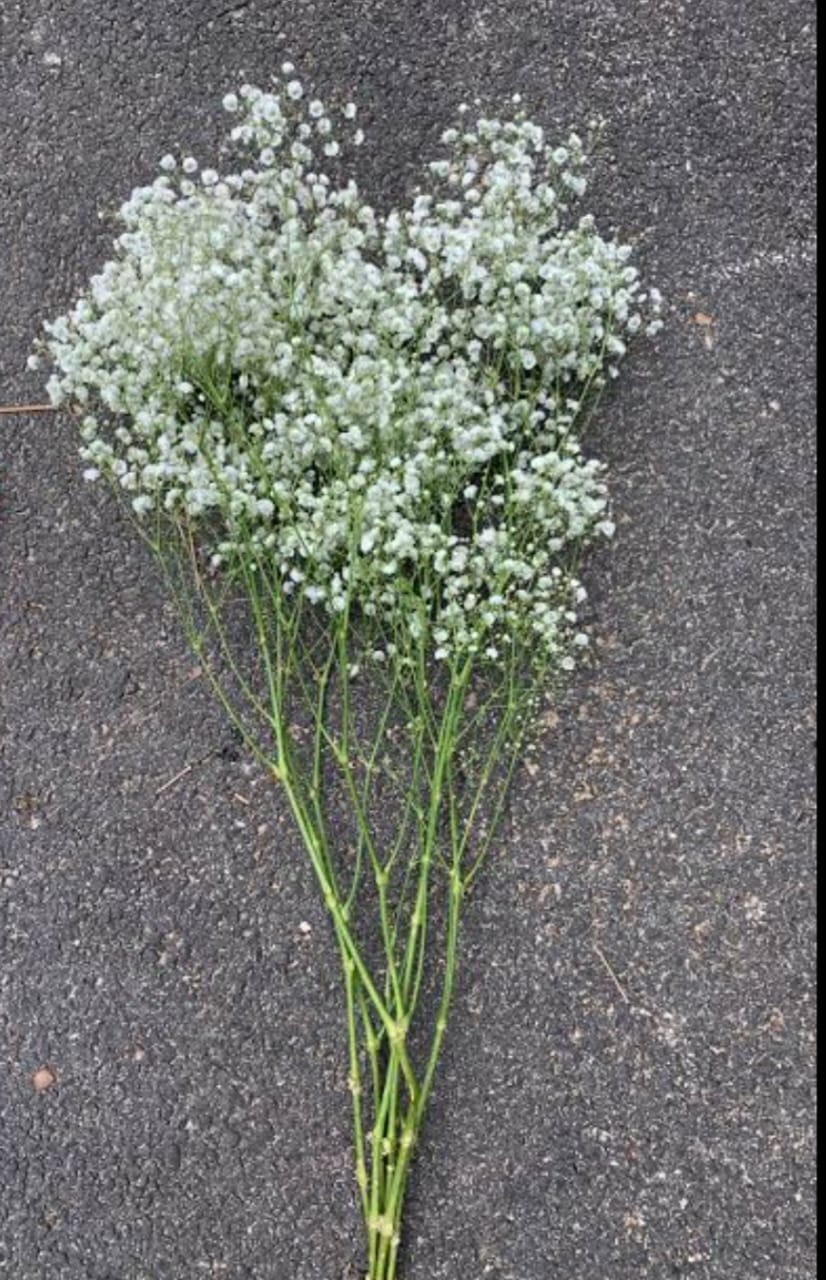 Gypsophilia And Baby Birth