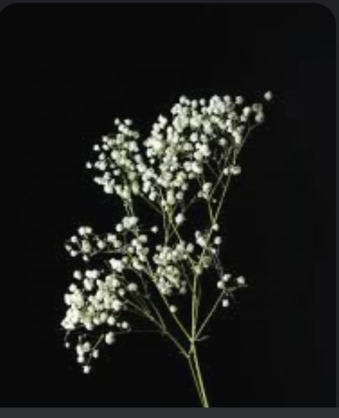 Gypsophilia And Baby Birth