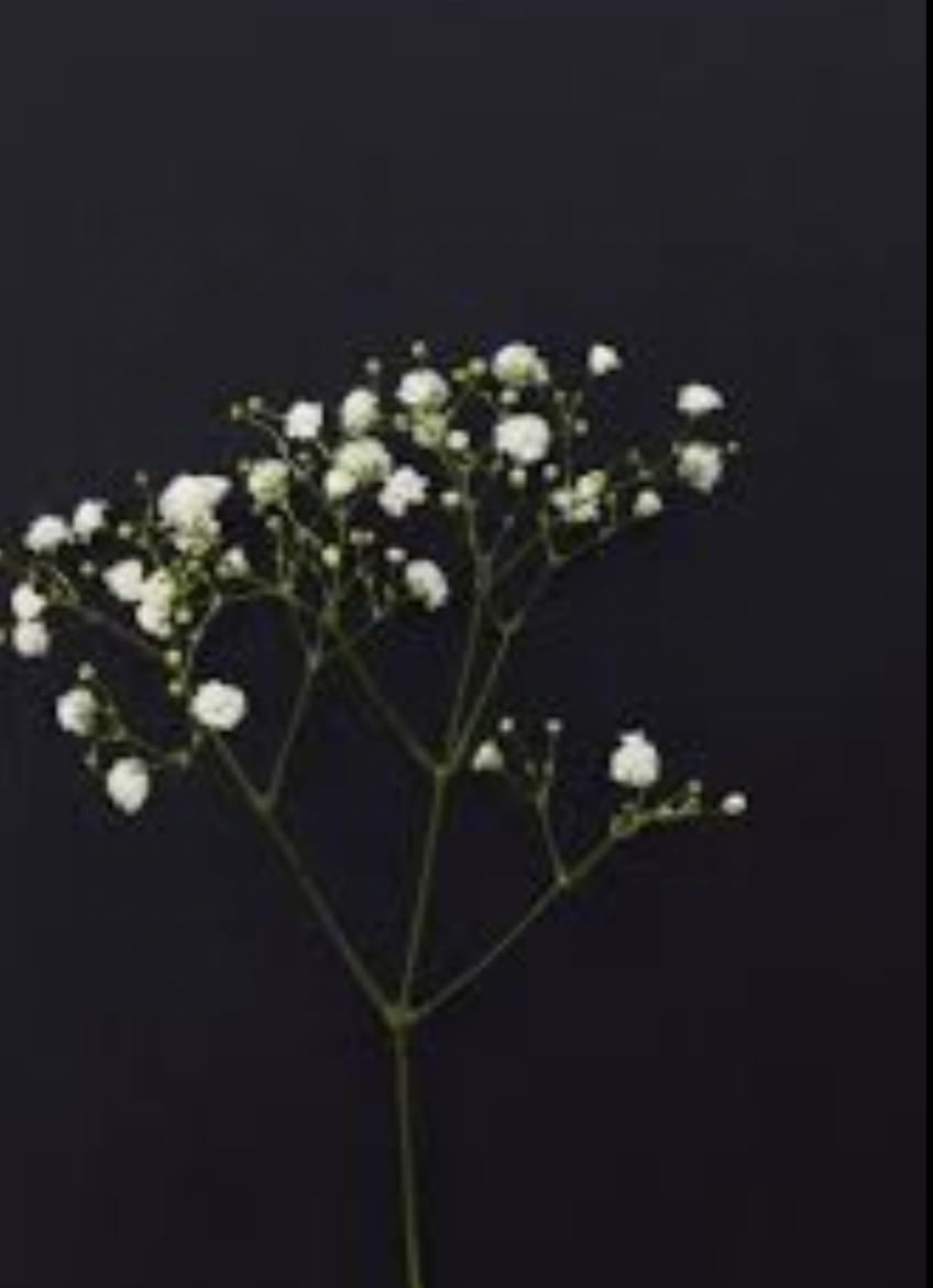 Gypsophilia And Baby Birth